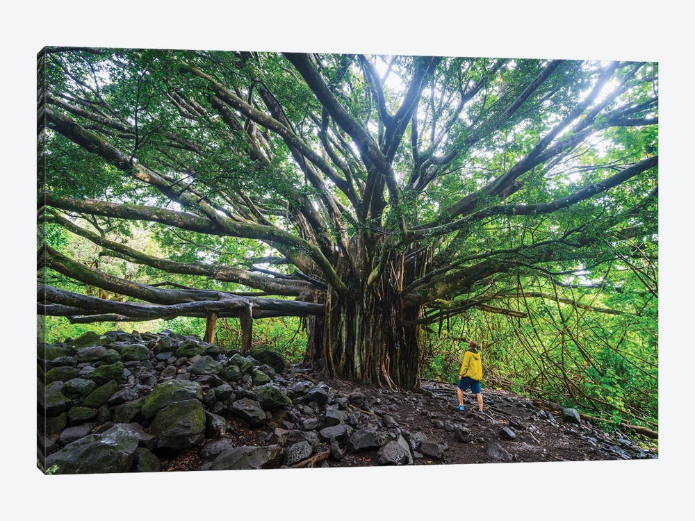 Banyan Tree, Maui Island, Hawaii I by Matteo Colombo 1-piece Canvas Artwork