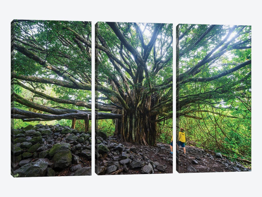 Banyan Tree, Maui Island, Hawaii I by Matteo Colombo 3-piece Canvas Wall Art