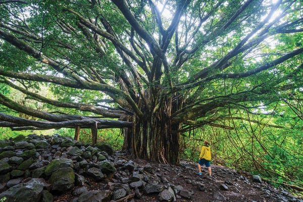 Maui: Banyan Tree, Maui Island, Hawaii I by Matteo Colombo