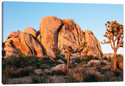 Sunset At Joshua Tree National Park, California Canvas Art Print - Desert Landscape Photography