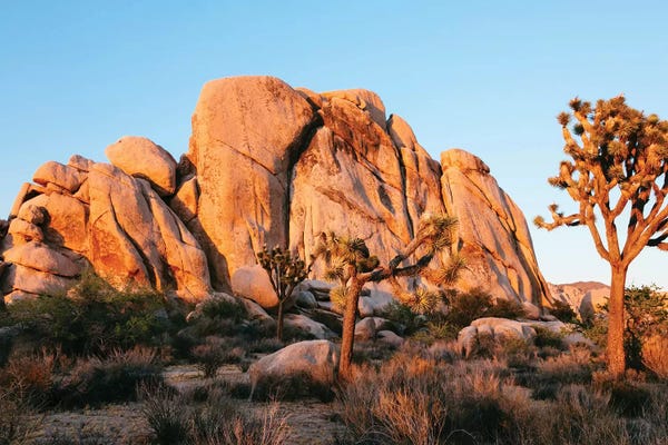 Quiver Trees: Sunset At Joshua Tree National Park, California by Matteo Colombo