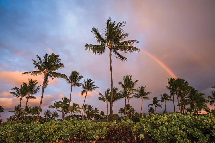 Palm Trees At Sunset With Rainbow, Hawaii