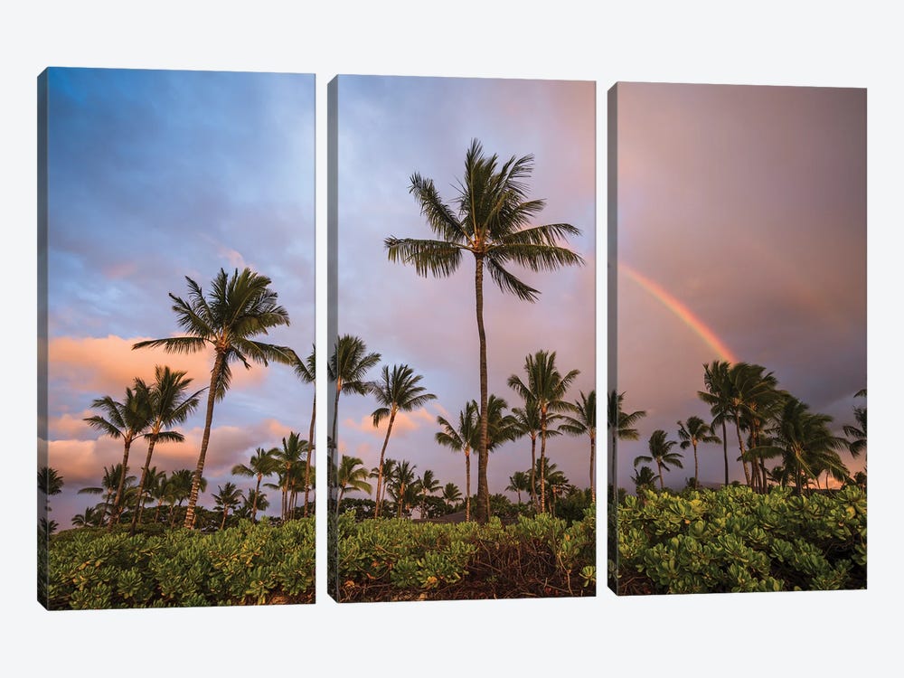 Palm Trees At Sunset With Rainbow, Hawaii by Matteo Colombo 3-piece Art Print