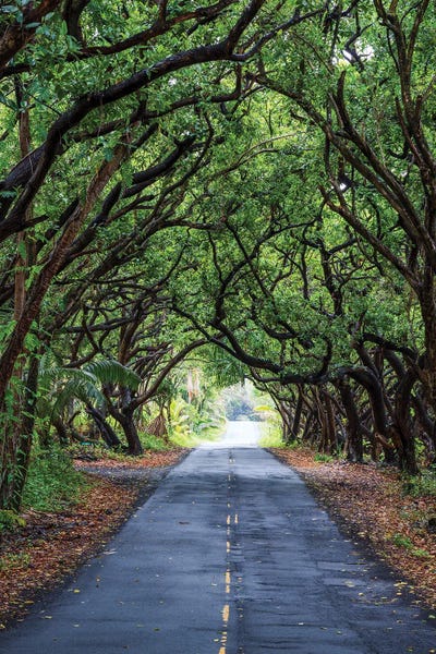 The Big Island (Island Of Hawai'i): Tree Tunnel, Big Island, Hawaii I by Matteo Colombo