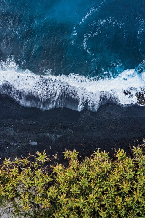 Black Volcanic Beach With Palms, Big Island, Hawaii