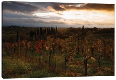 Autumn Sunrise, Tuscany, Italy Canvas Art Print - Vineyard Art