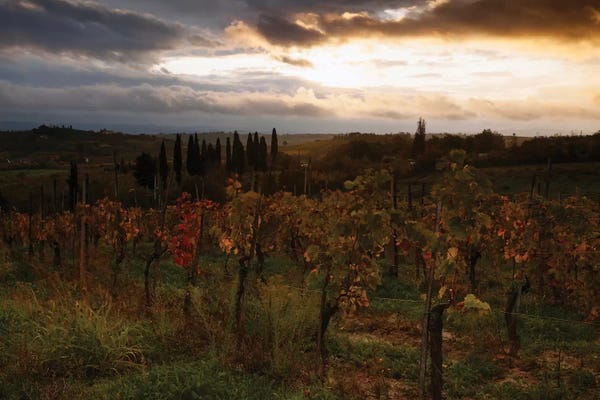 Vineyards: Autumn Sunrise, Tuscany, Italy by Matteo Colombo