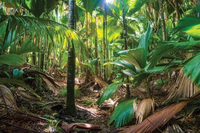 Tropical Rainforest, Vallee De Mai, Praslin, Seychelles by Matteo Colombo metal wall art