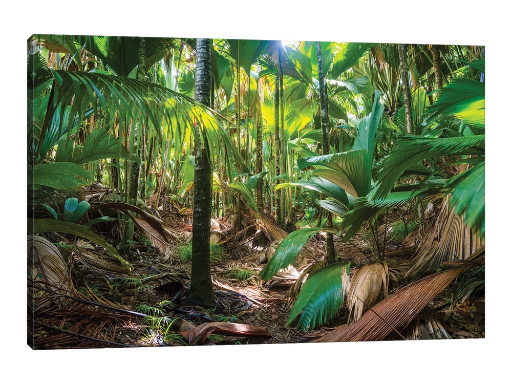 - De | Tropical Art Colombo Matteo Mai, Rainforest, Vallee Canvas Wall