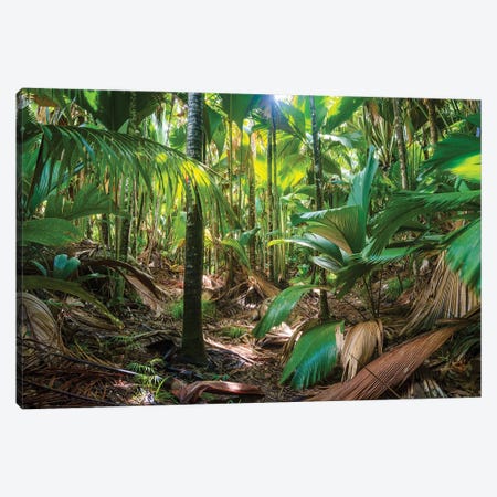 Tropical Rainforest, Vallee De Mai, Praslin, Seychelles Canvas Print #TEO1722} by Matteo Colombo Canvas Wall Art