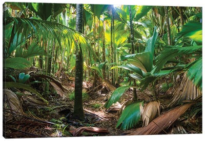 Tropical Rainforest, Vallee De Mai, Praslin, Seychelles Canvas Art Print - Seychelles