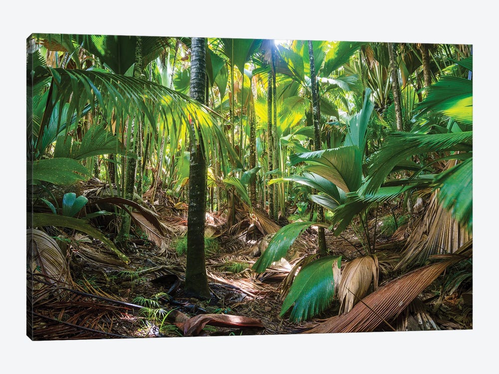 Tropical Rainforest, Vallee De Mai, Praslin, Seychelles by Matteo Colombo 1-piece Canvas Artwork
