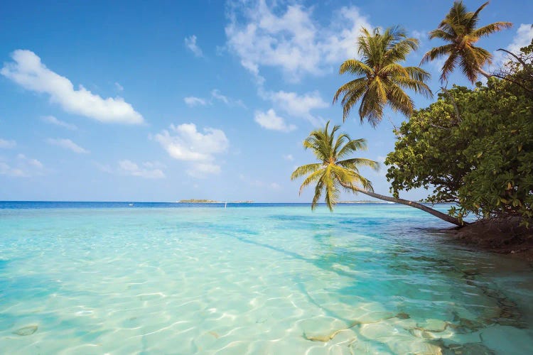 Palm Trees And Indian Ocean, Maldives