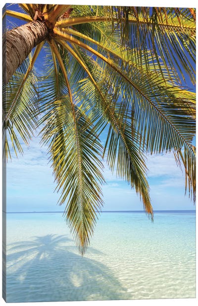 Palm Tree And Ocean, Maldives I Canvas Art Print - Maldives