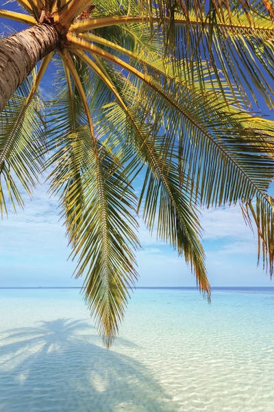 Beach Lover: Palm Tree And Ocean, Maldives I by Matteo Colombo