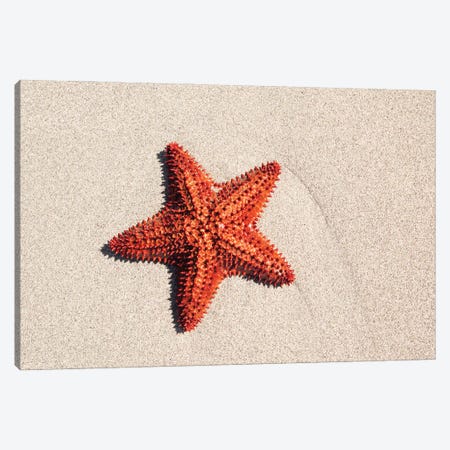 Starfish On The Sand Canvas Print #TEO1758} by Matteo Colombo Canvas Print