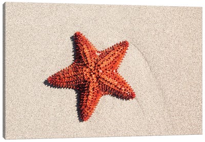 Starfish On The Sand Canvas Art Print - Starfish Art