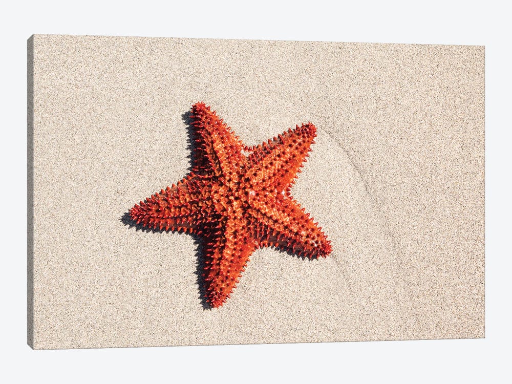 Starfish On The Sand by Matteo Colombo 1-piece Art Print
