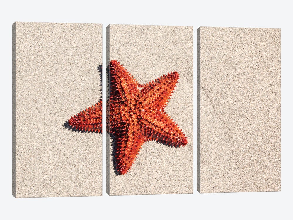 Starfish On The Sand by Matteo Colombo 3-piece Canvas Art Print