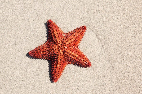 Caribbean: Starfish On The Sand by Matteo Colombo