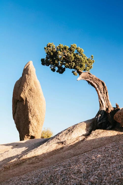 Balance Rock And A Lone Juniper, Joshua Tree National Park, California, USA