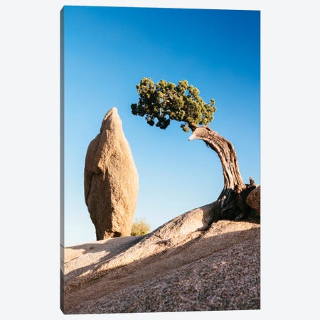 Balance Rock And A Lone Juniper, Joshua Tree National Park, California, USA Canvas Print #TEO17} by Matteo Colombo Canvas Wall Art