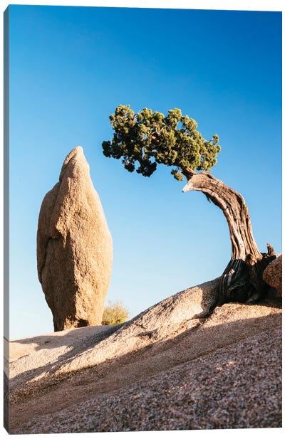 Balance Rock And A Lone Juniper, Joshua Tree National Park, California, USA Canvas Art Print - Joshua Tree National Park