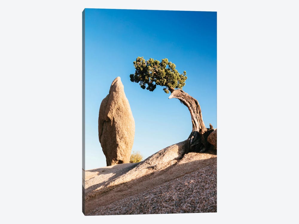 Balance Rock And A Lone Juniper, Joshua Tree National Park, California, USA by Matteo Colombo 1-piece Canvas Artwork