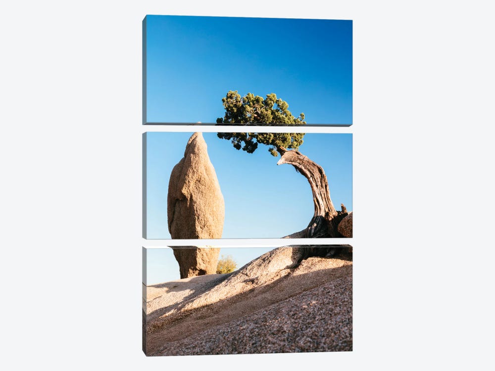 Balance Rock And A Lone Juniper, Joshua Tree National Park, California, USA by Matteo Colombo 3-piece Canvas Art