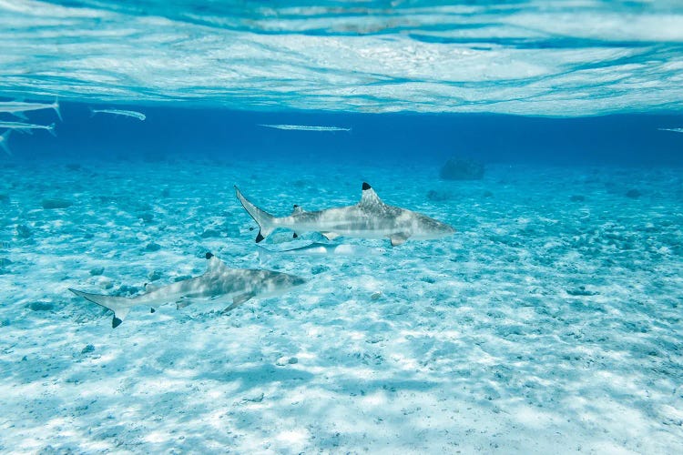 Black Tip Sharks In The Sea, Bora Bora, French Polynesia