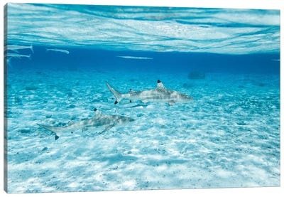 Black Tip Sharks In The Sea, Bora Bora, French Polynesia Canvas Art Print - Shark Art
