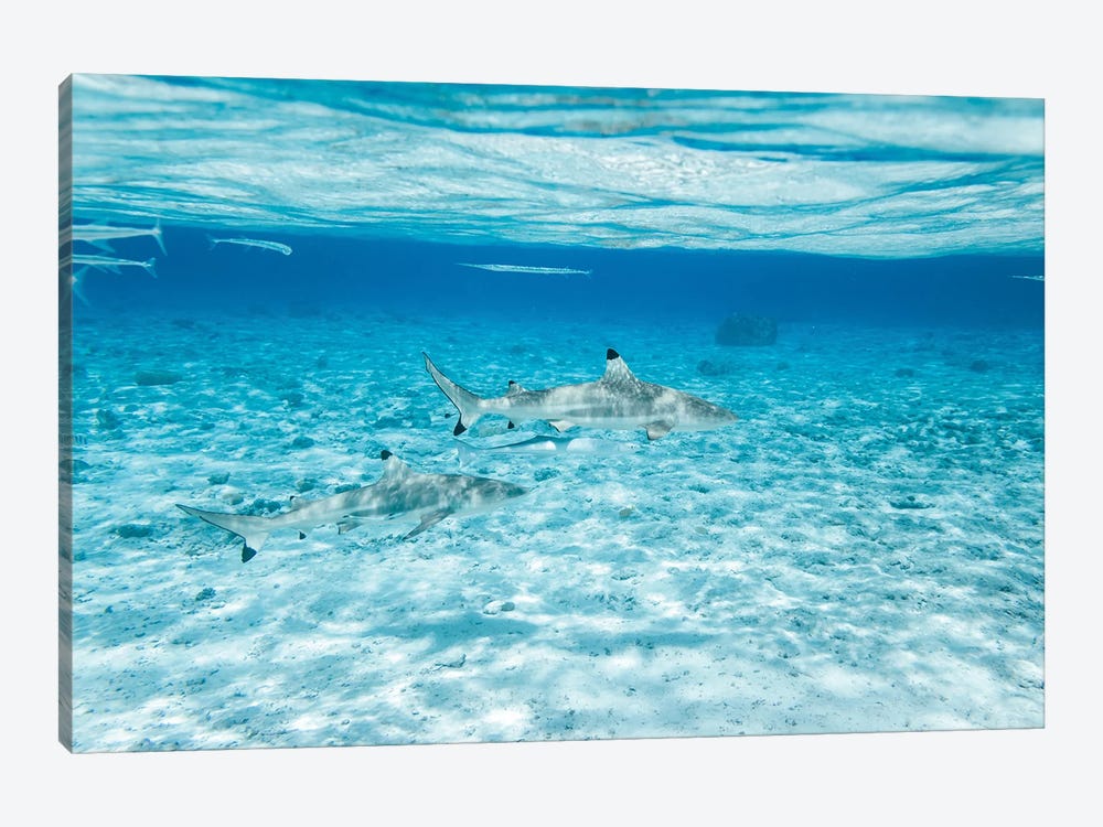 Black Tip Sharks In The Sea, Bora Bora, French Polynesia by Matteo Colombo 1-piece Canvas Print
