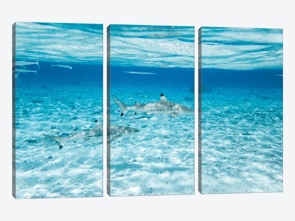 Black Tip Sharks In The Sea, Bora Bora, French Polynesia by Matteo Colombo 3-piece Art Print