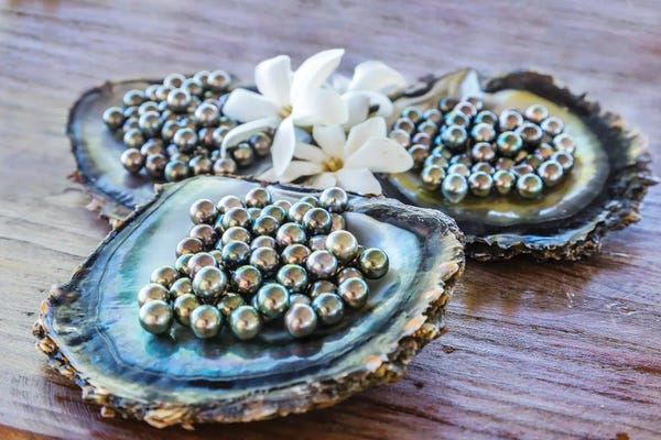 Oysters: Black Pearls Of Tahiti, French Polynesia I by Matteo Colombo