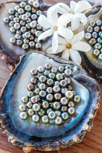Oysters: Black Pearls Of Tahiti, French Polynesia II by Matteo Colombo