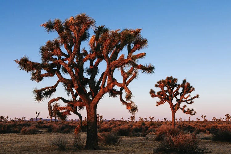 Joshua Tree At Sunrise, Joshua Tree National Park, California