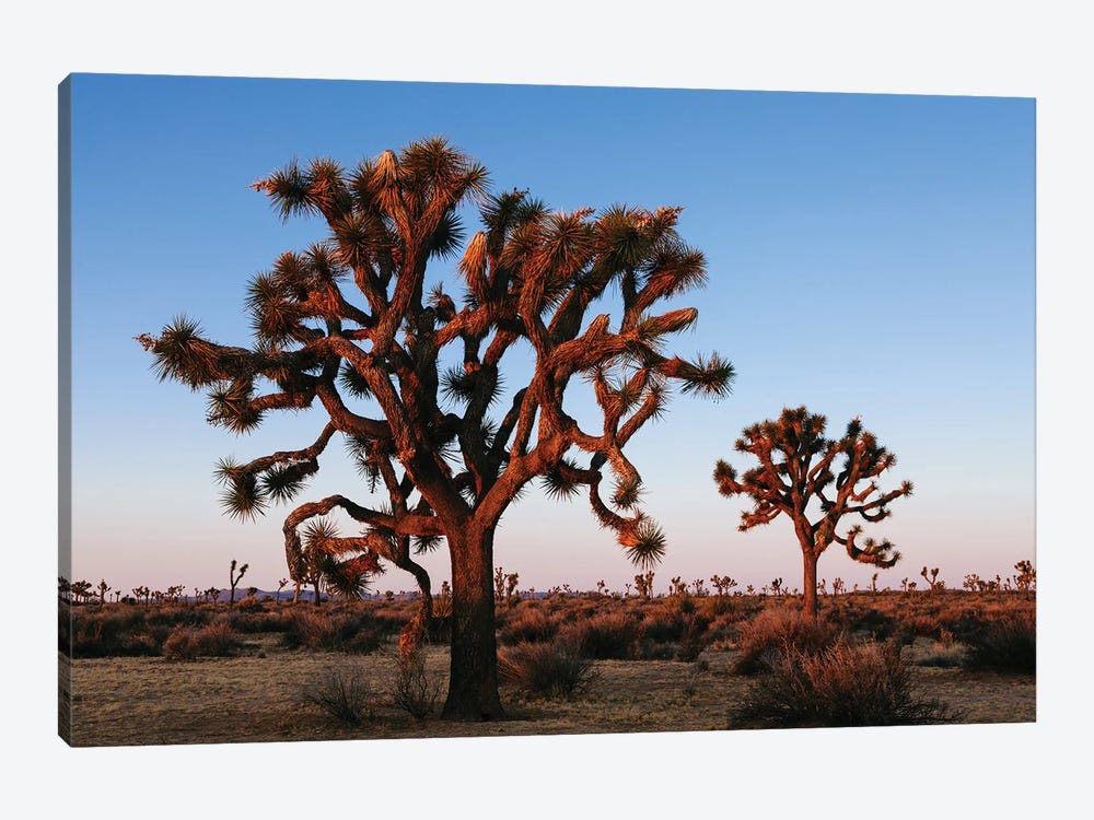 Joshua Tree At Sunrise, Joshua Tree National Park, California by Matteo Colombo 1-piece Canvas Print