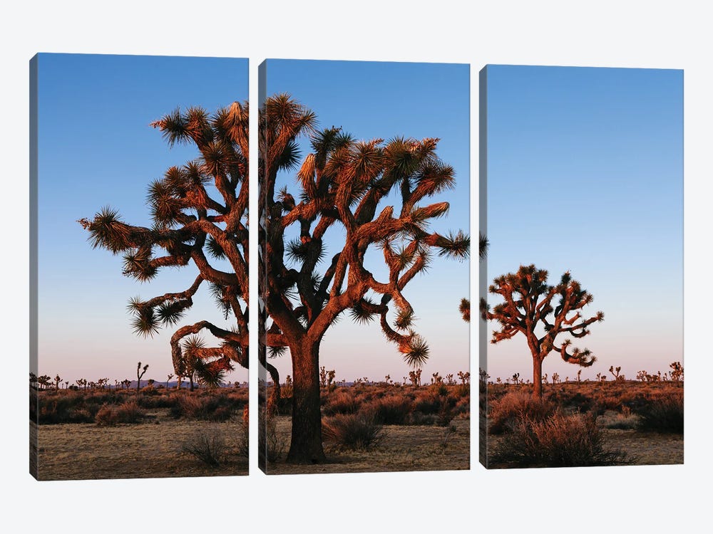 Joshua Tree At Sunrise, Joshua Tree National Park, California by Matteo Colombo 3-piece Art Print