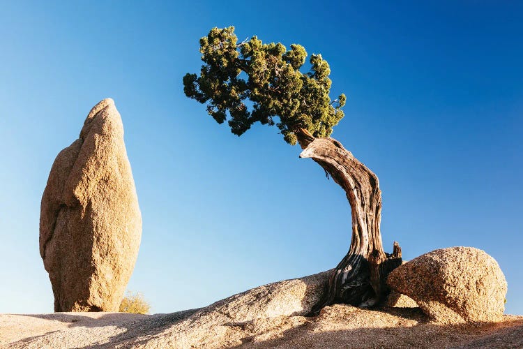 Tree And Rock, Joshua Tree National Park, California