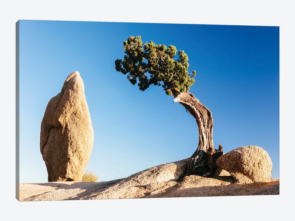 Tree And Rock, Joshua Tree National Park, California by Matteo Colombo 1-piece Canvas Artwork
