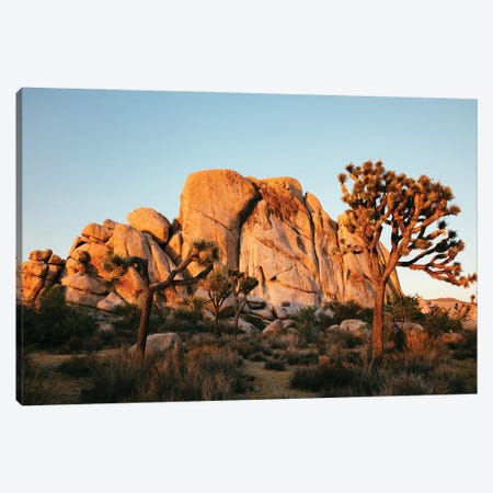Sunset At Joshua Tree National Park Canvas Print #TEO1905} by Matteo Colombo Canvas Print