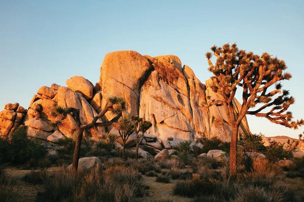 Joshua Tree National Park: Sunset At Joshua Tree National Park by Matteo Colombo