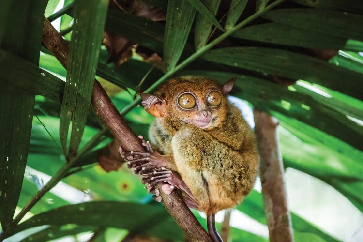 Philippine Tarsier, Bohol, Philippines by Matteo Colombo wall art