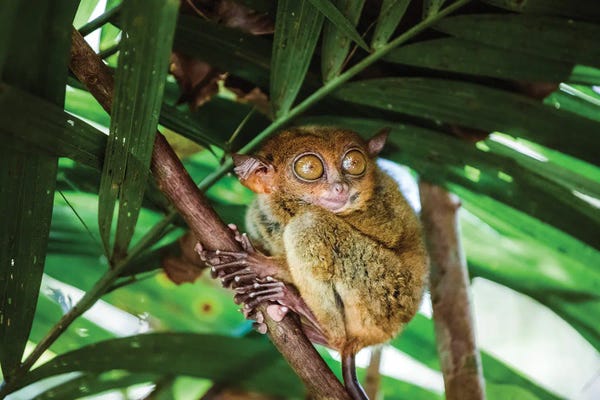 Bohol: Philippine Tarsier, Bohol, Philippines by Matteo Colombo