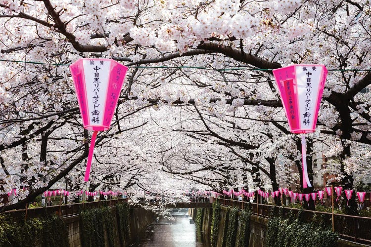 Cherry Blossoms And Lanterns, Naka Meguro, Tokyo