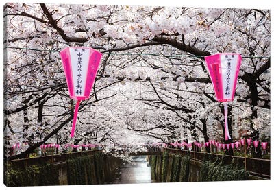 Cherry Blossoms And Lanterns, Naka Meguro, Tokyo Canvas Art Print - Tokyo Art