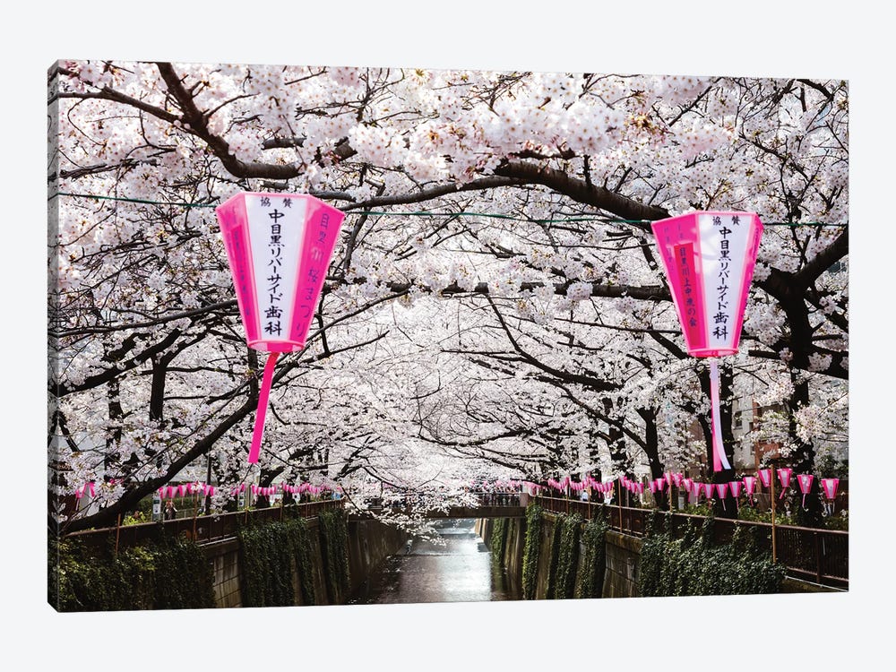 Cherry Blossoms And Lanterns, Naka Meguro, Tokyo by Matteo Colombo 1-piece Art Print