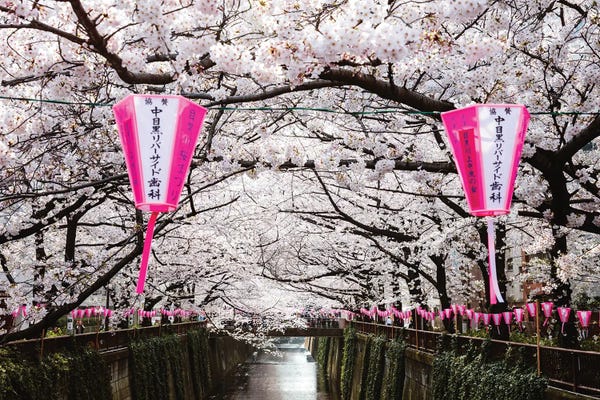 East Asian Culture: Cherry Blossoms And Lanterns, Naka Meguro, Tokyo by Matteo Colombo