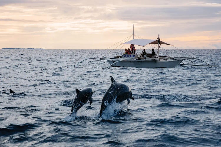 Dolphins Jumping Out Of Water, Philippines