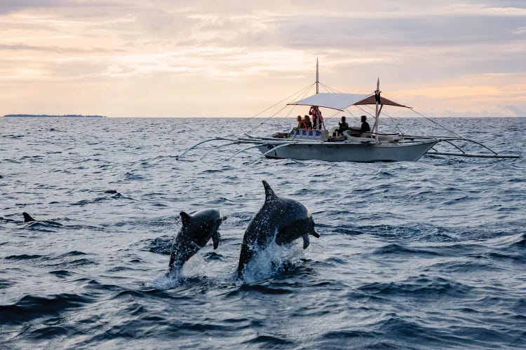 Dolphins Jumping Out Of Water, Philippines by Matteo Colombo wall art